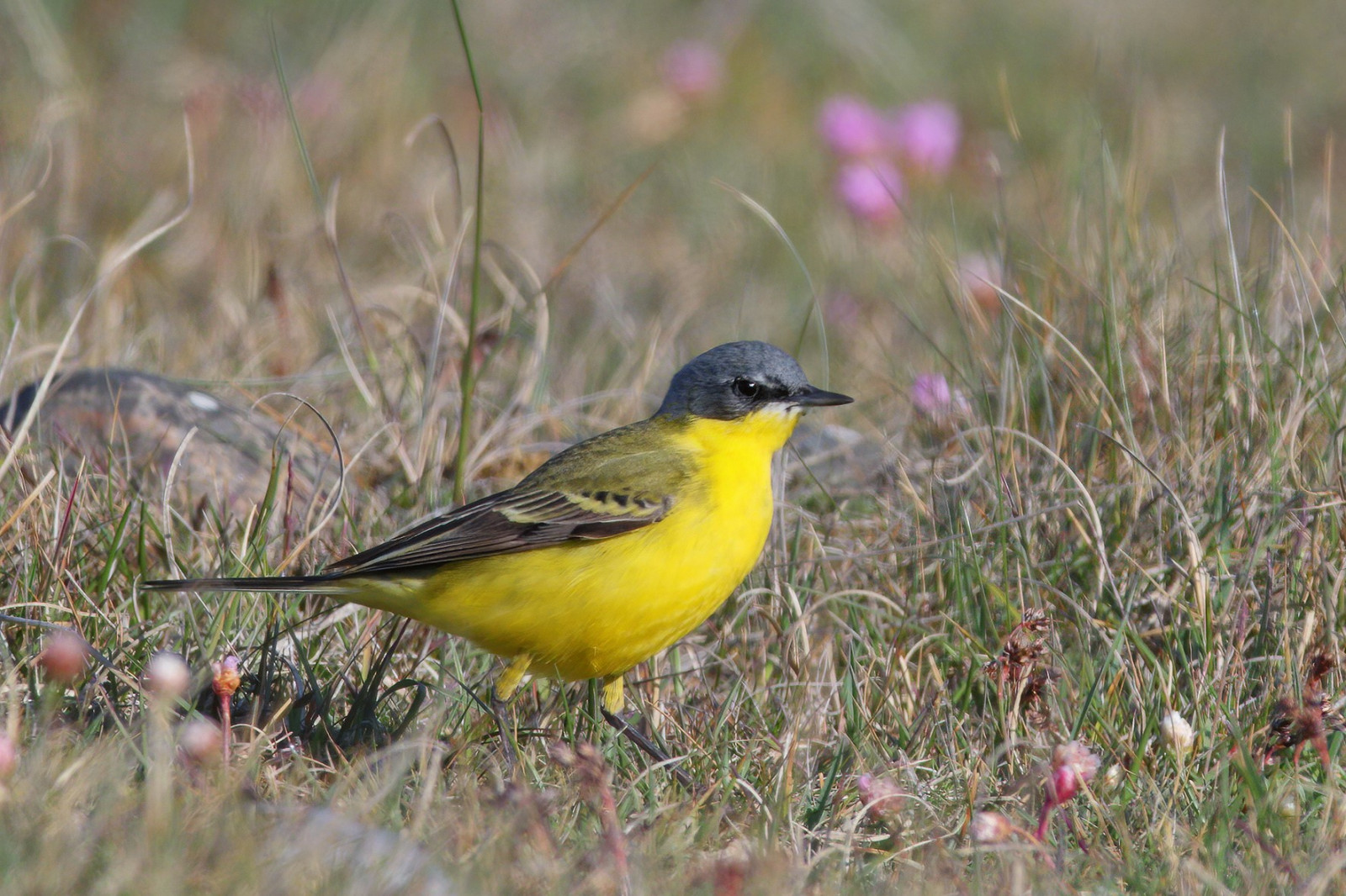 image Grey-headed Wagtail (thunbergi)